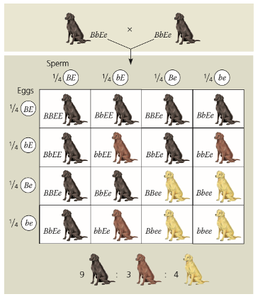 <p>An interaction between genes where one gene influences the phenotype produced by another gene.</p><ul><li><p>Labrador example shown below Black is dominant to brown. However, pigment only deposited if pigment localization protein present. If it is not, the dog is yellow.</p></li></ul><p>B= black</p><p>b= brown</p><p>E= pigment</p><p>e= no pigment</p><p><strong><u>Exception</u></strong>:</p><ul><li><p><u>A allele</u> —&gt; directly affects <u>B allele</u> —&gt; expression which then affects the <u>phenotype</u></p></li></ul><p></p>