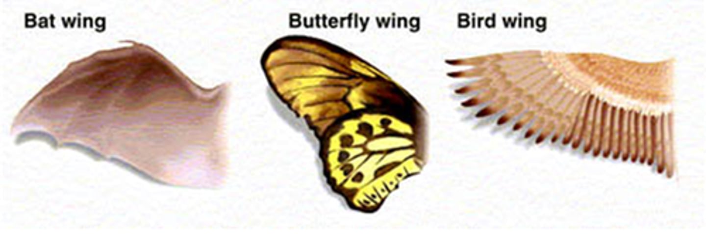 <p>an organ or body part that is similar in function but different in structure; example: the wings of birds and butterflies</p>