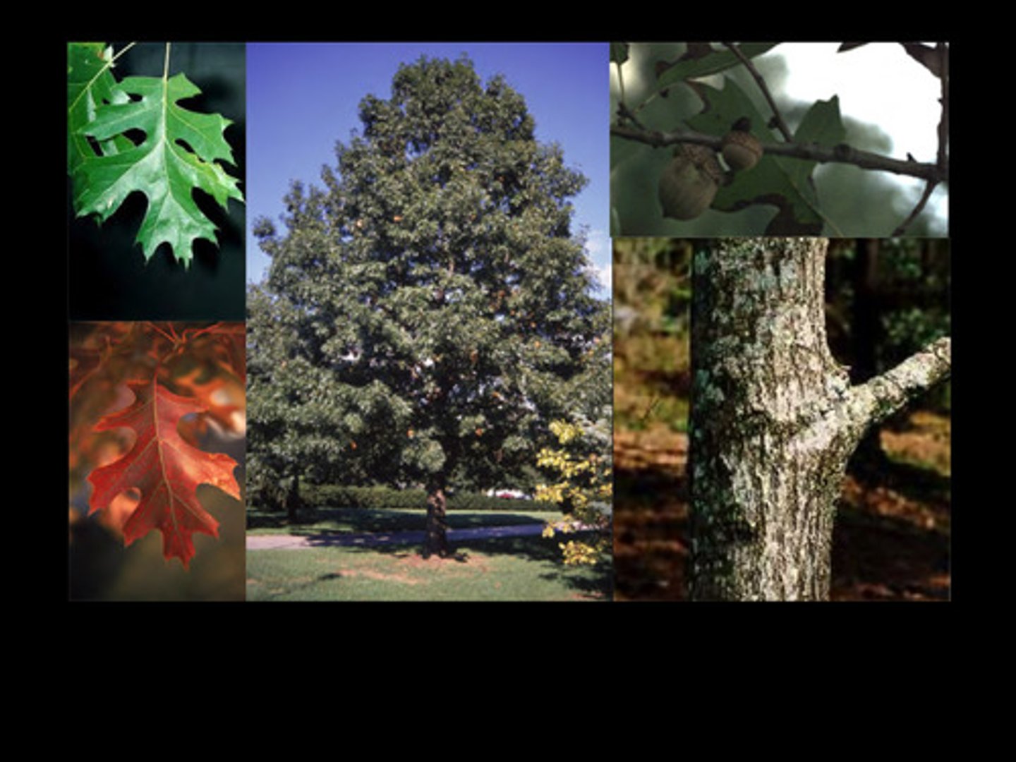 <p>shiny, dark green leaves with deep lobes; spines on end; skinny leaves; produces acorns</p>