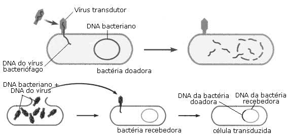 <p><span>Ocorre quando um vírus (bacteriófago) transfere DNA de uma bactéria para outra, durante a infecção.</span></p>