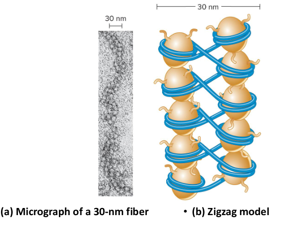 <p>30 nm fiber</p>