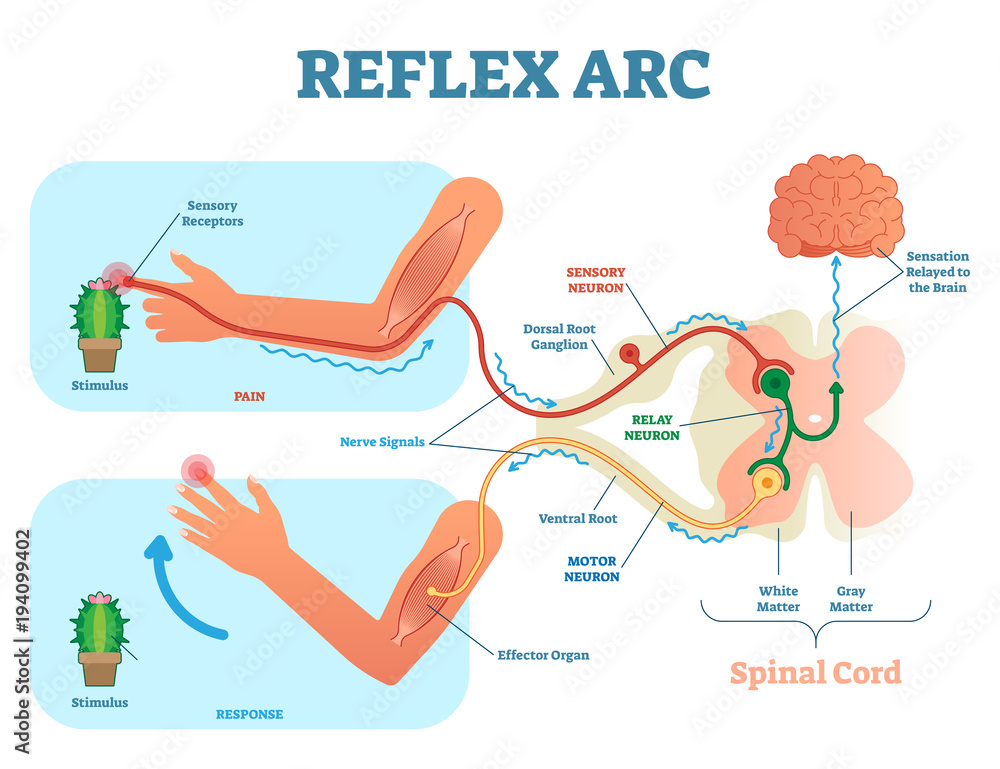 <p>A stimulus is detected by a receptor cell → this electrical impulse is transmitted along sensory neuron → travels to interneuron which sends signal to brain → interneuron carries signal from brain to motor neuron → effector cell which can be either a muscle or gland creates a response to stimulus</p>