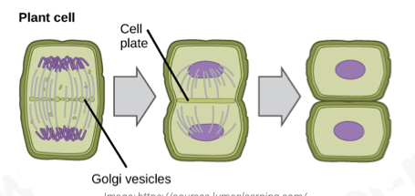 <ul><li><p><span>cell plate forms across equator of cell; cellulose, cell wall laid down</span></p></li><li><p><span>cytoplasm is hence divided into 2</span></p></li></ul>