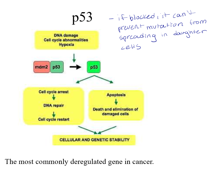 <p>It is a transcription factor that controls the cell death cycle. </p><p>It is known as a master regulator of cell death.</p><p>If not activated, proteins don’t get activated. If overstimulated, it results in too much cell death. If understimulated, there is not enough cell death (too much cell growth).</p>