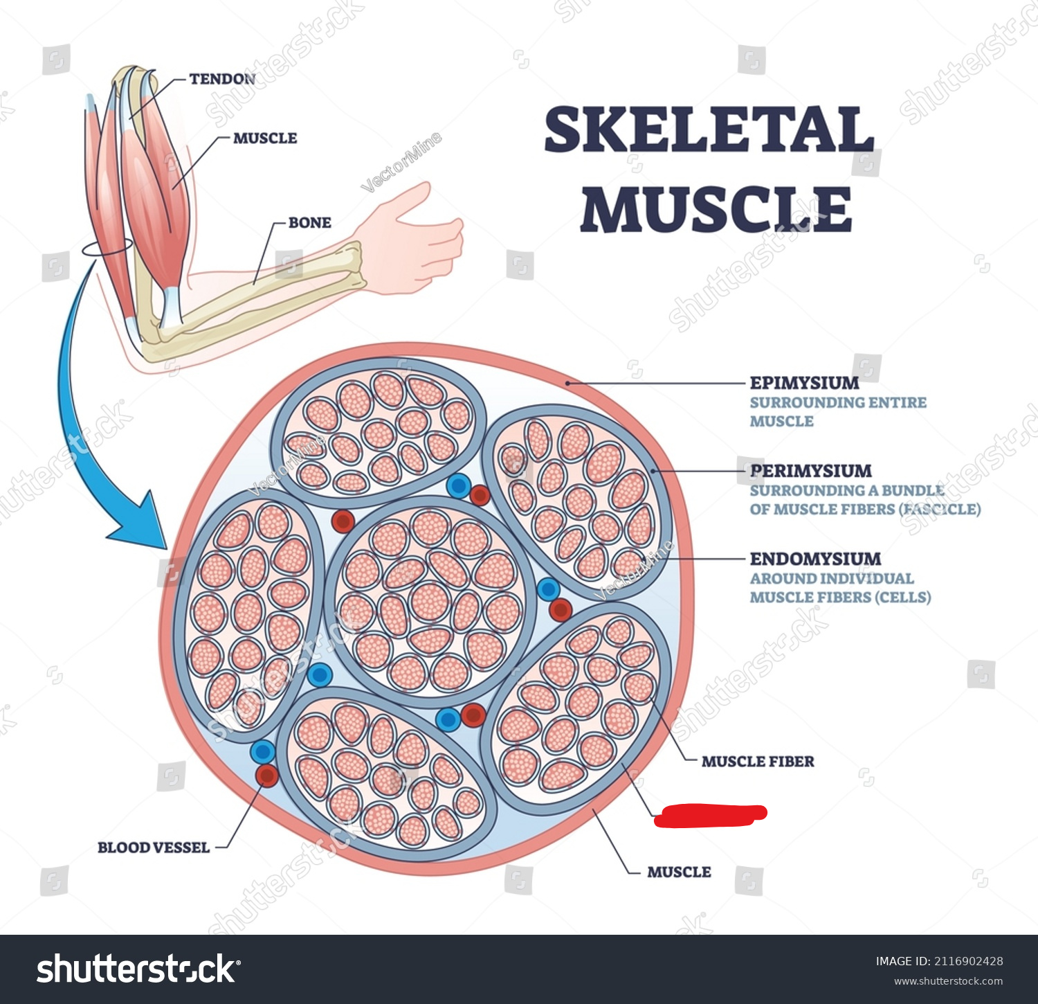 <p><span style="background-color: transparent;"><span>Bundles of muscle fibers; the singular is “fascicle”</span></span></p>