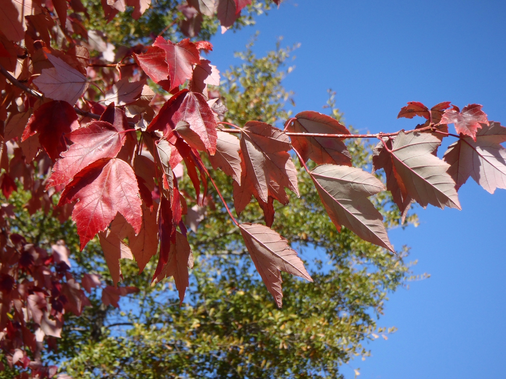 <p>red maple</p>