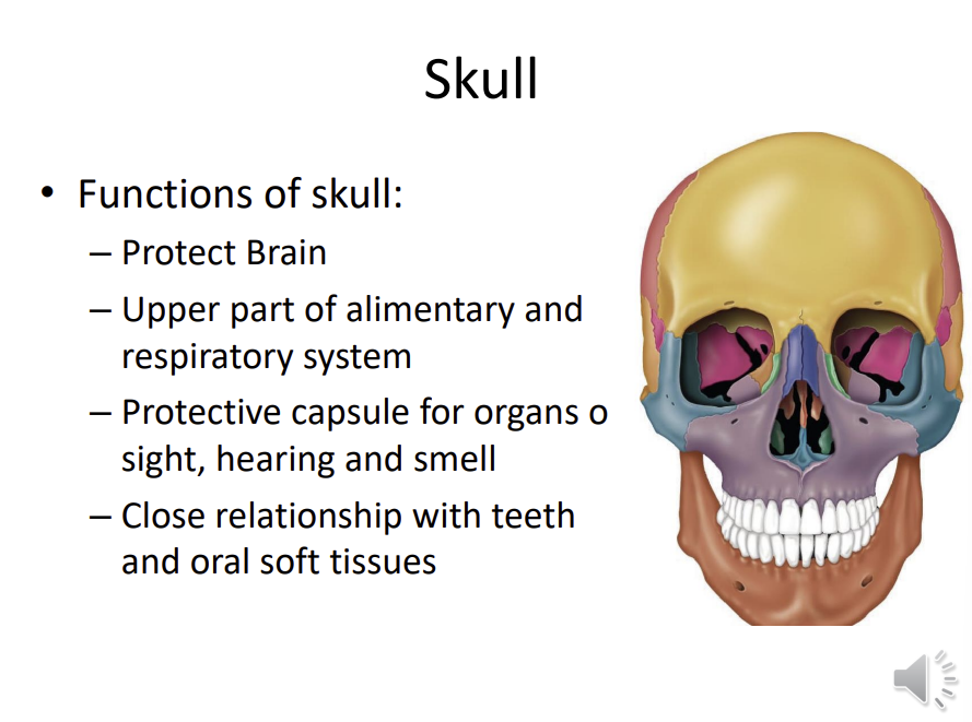 <p>protect the brain</p><p>upper part of the alimentary (digestive system) and respiratory system (nose and mouth)</p><p>protective capsule for organs of sight, hearing and smell</p><p>close relationship with teeth and oral soft tissue</p>