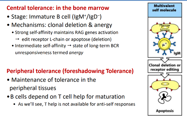 <p>-central tolerance: in the bone marrow</p><p>-peripheral tolerance (foreshadowing tolerance)</p>