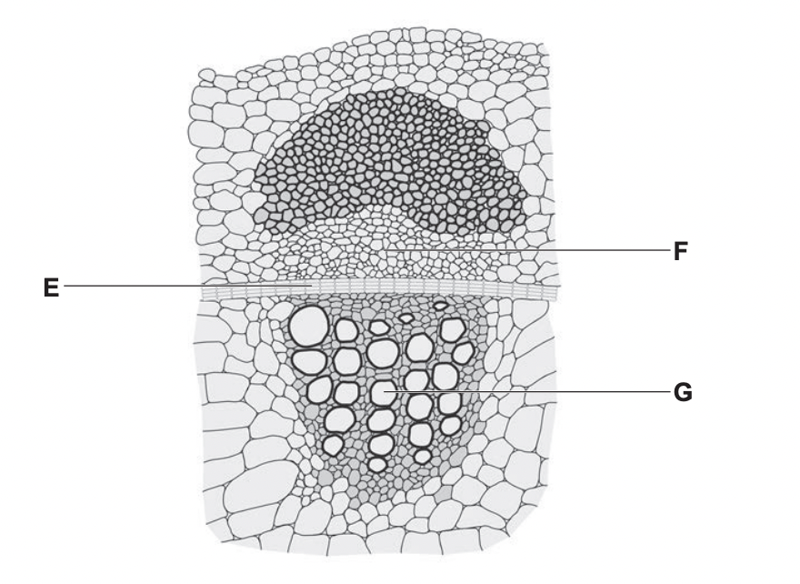 Name of tissue E

Function of Tissue F

Function of tissue G