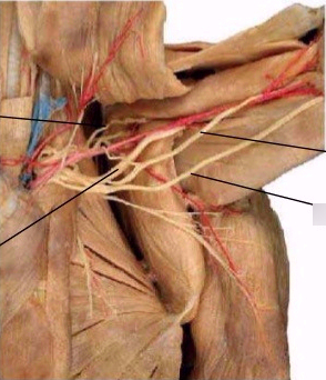 <p>controls movement and sensation in arm, shoulder and hand</p>