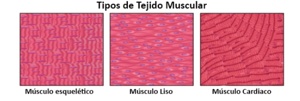 <p>En el cuerpo humano hay <strong>3 tipos de músculos:</strong></p><ul><li><p>El <mark data-color="purple" style="background-color: purple; color: inherit">músculo cardíaco</mark> (corazón).</p></li><li><p>El músculo esquelético (Unido al esqueleto).</p></li><li><p>El <mark data-color="purple" style="background-color: purple; color: inherit">músculo liso</mark> (Vasos sanguíneos y tracto intestinal).</p></li></ul><p>Tanto los músculos cardíacos como los esqueléticos se forman por unidades repetitivas llamadas <strong>sarcómeros</strong>, que cuando hay una contracción, al estos estar formados por<strong> filamentos de actina y miosina</strong>, se <u>deslizan entre si</u>, permitiendo que hayan contracciones.</p>