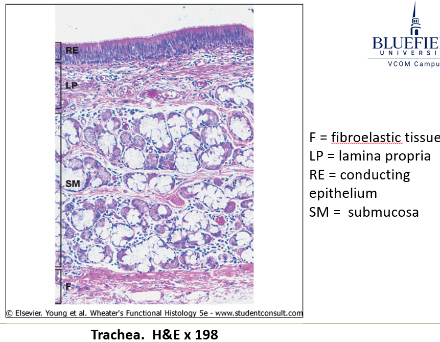 <ul><li><p><strong>Extremely thick basement membrane</strong>.</p></li><li><p><strong>Lamina propria</strong> rich in immune cells (<strong>macrophages, plasma cells, lymphocytes, mast cells</strong>).</p></li><li><p><strong>Submucosa with glandular epithelial invaginations</strong>.</p></li><li><p><strong>Muscularis mucosa (smooth muscle layer)</strong> increases in bronchi.</p></li><li><p><strong>Hyaline cartilage for support</strong>.</p></li></ul><p></p>