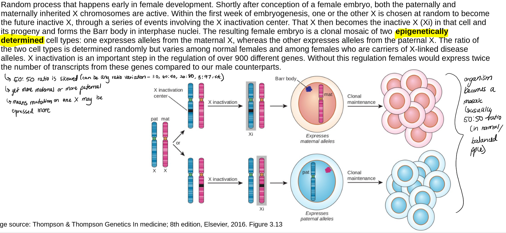 <ul><li><p>normal female cells (46, XX) undergo random X inactivation, resulting in a mosaic of 2 cell populations in which either the maternal or paternal X is the inactive X (Xi)</p></li><li><p>in phenotypically normal females, the ratio of the 2 cell populations has a 50:50 mode, but with variation observed in the population, some with an excess of cells expressing alleles from the parental X and some with an excess of cells expressing alleles from the maternal X</p></li></ul><p></p>