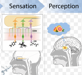 <ul><li><p><span style="font-family: Garamond, serif">Sensation is the <u>awareness</u> of a stimulus. Examples would include changes in internal (being thirsty or hungry) and external (cold or warm outside) environments.</span></p></li><li><p class="MsoNormal"><span style="font-family: Garamond, serif">Perception is the interpretation of the meaning of a stimulus. In other words, the <u>understanding</u> of what we are sensing so that we as humans can decide to either stop it or not. An example would be sensing that you are thirsty, so your perception is telling you to go and drink some water.</span></p></li></ul><p></p>