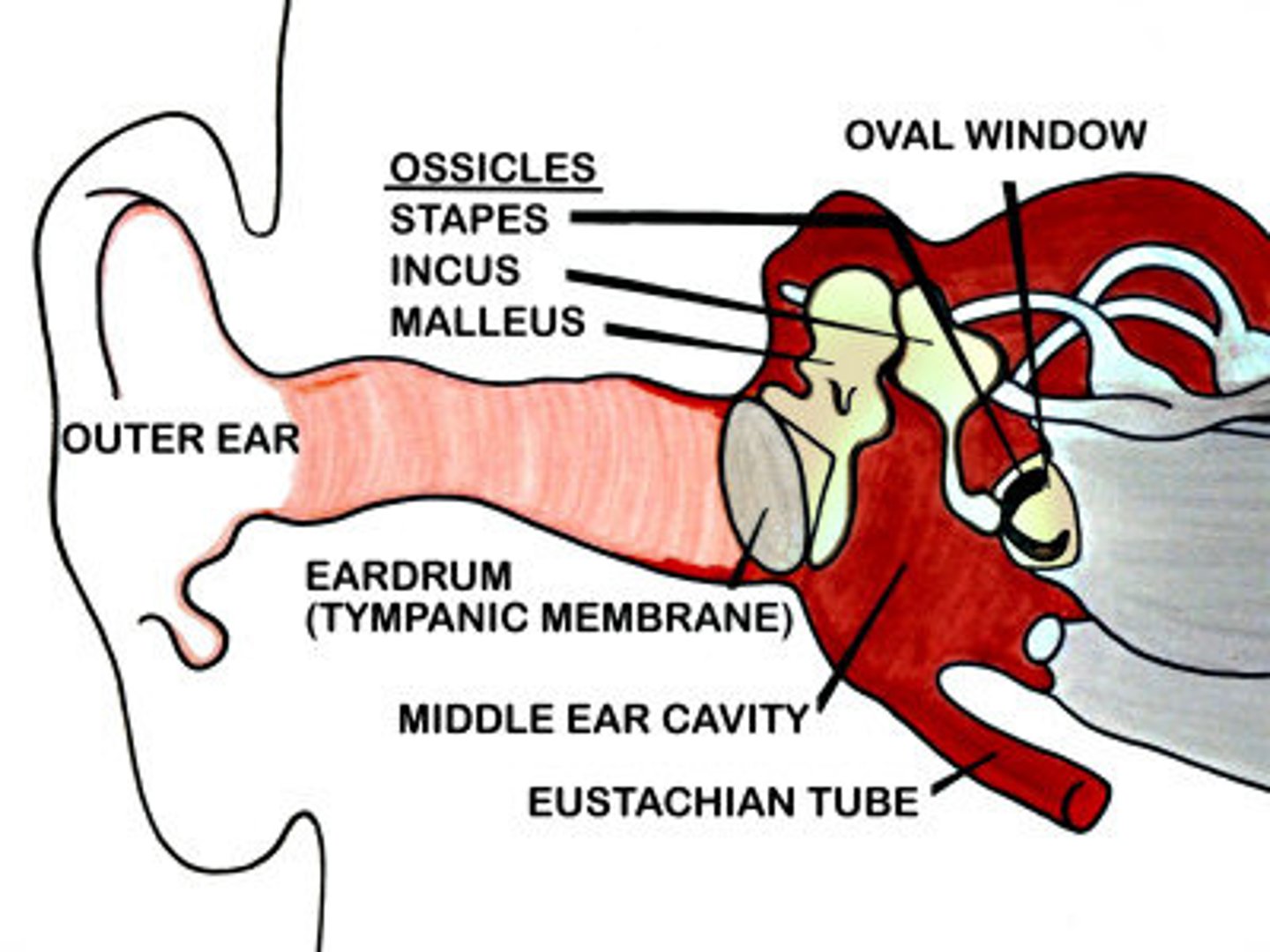 <p>Opening into the inner ear, stapes articulates with it</p>