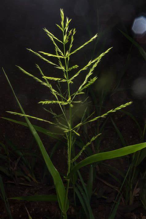 Cottonmouth grass