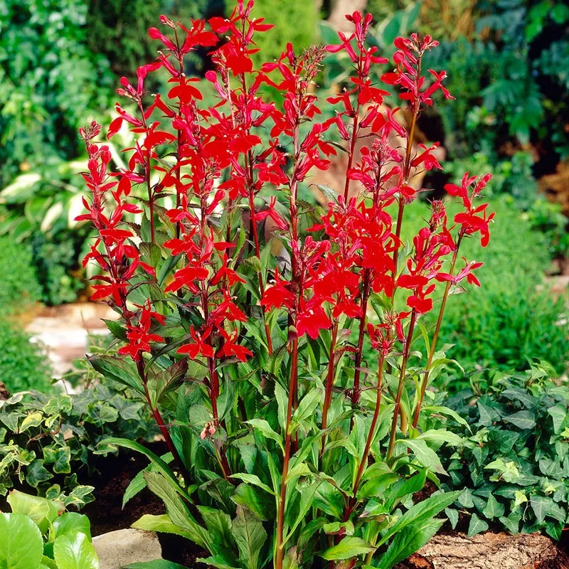 Cardinal Flower:

Beautiful, red, bird looking, bilateral flowers. reddish stem