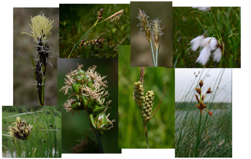 <ul><li><p>stengel rolrond of driekantig</p></li><li><p>bloemen alleenstaande aar of aren verenigd in pluim, scherm, kluwens, hoofdjes of samengestelde aren</p></li><li><p>elk bloemetje heeft een schutblad</p></li><li><p>vrouwelijke bloem heeft urntje (carex)</p></li><li><p>bladeren parallelnervig</p></li></ul>