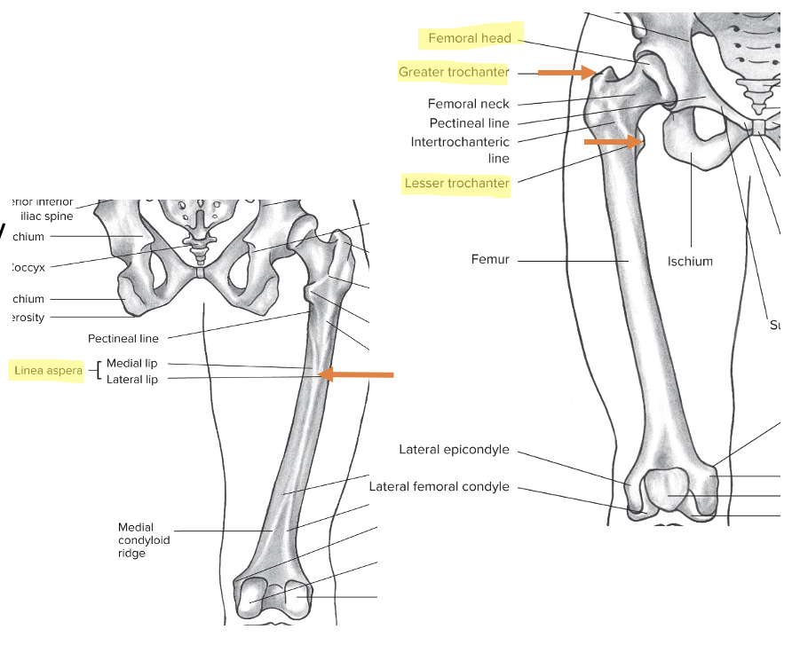 Overview of the femur + bony landmarks 