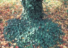 <p><span>Evergreen climbing vine with glossy green or variegated leaves. Used as groundcover or for covering walls and fences.</span></p>