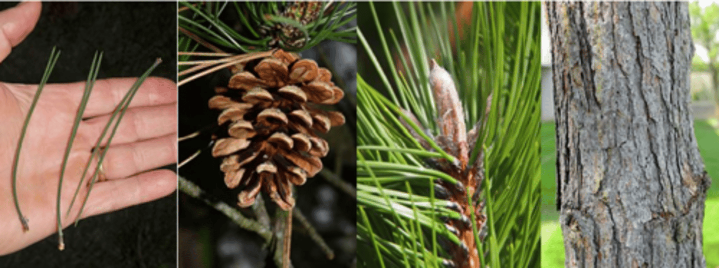 <p>Leaves: evergreen needles, 4-6” long, flexible with two thick, dark green needles per fascicle. </p><p>Flower: monoecious; males cylindrical, yellow, in large clusters along twigs; females oval, yellow to purple. </p><p>Fruit: cones are ovoid, 2-3” long, yellow-brown; umbo is armed with a very short, minute prickle, maturing in the fall. </p><p>Twig: quite stout, brown to gray in color with a large white, ovoid terminal bud. </p><p>Bark: brown to gray, developing gray-brown ridges and dark brown furrows. </p><p>Form/Silvics: a medium-sized tree reaching up to 100 feet tall with a very dense crown (needles retained up to 4 years) that eventually develops a flat top.</p>