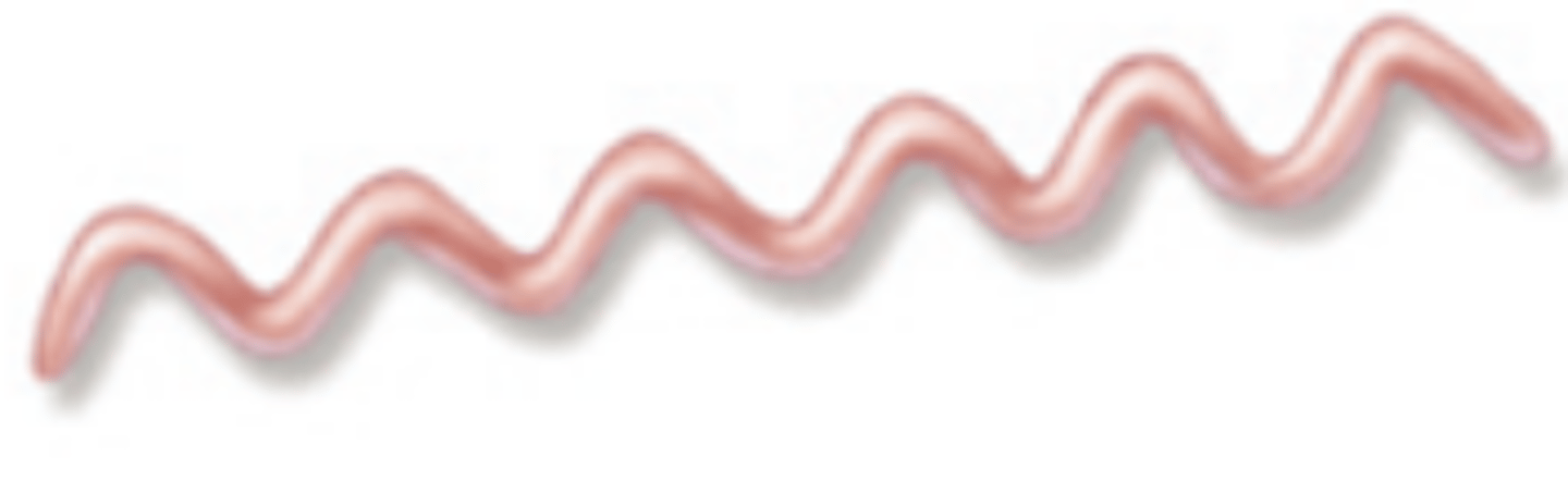 <p>What is the morphology of the bacteria shown?</p>