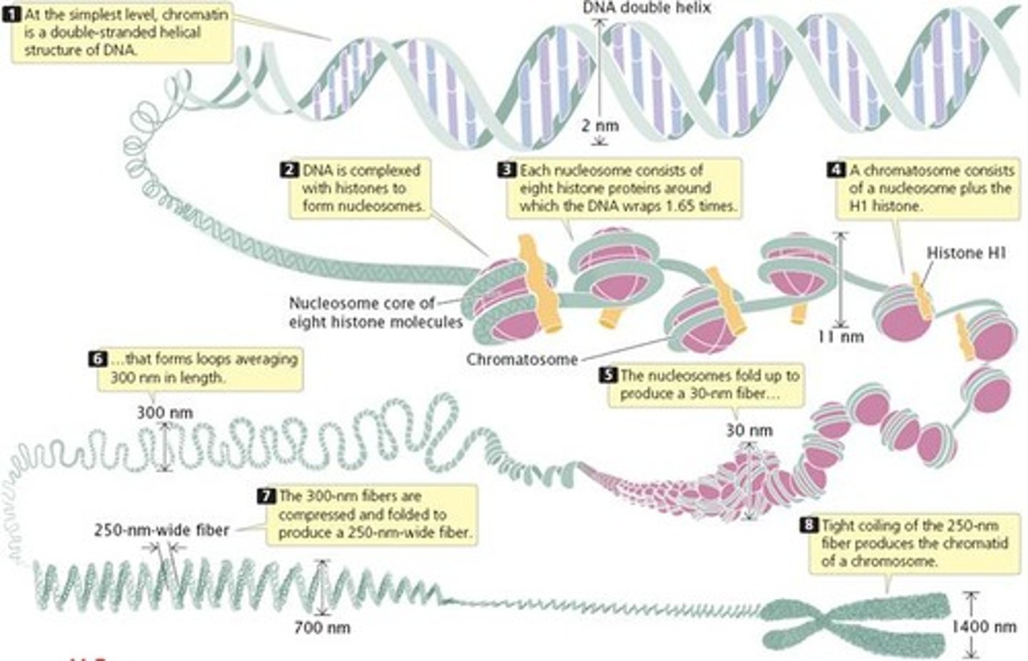 <p>Negatively charged DNA is wrapped around positively charged histone proteins.</p>