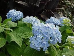 <p><span>Deciduous shrub with large, serrated green leaves and large clusters of blue, pink, or white flowers. Used ornamentally.</span></p>