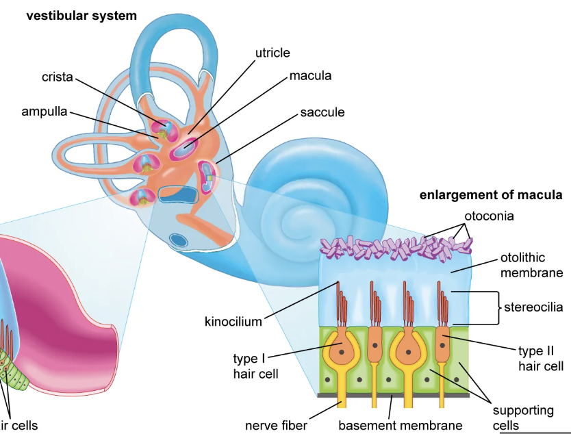<p>Detect linear acceleration and gravity effects</p><ul><li><p> organs located in the vestibular system of the inner ear, playing a crucial role in balance and spatial orientation. .</p></li></ul><p></p>