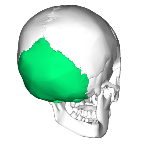 <p>What bone is this?</p>