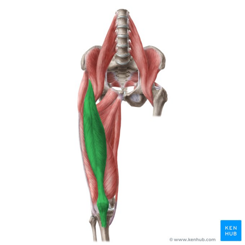 <p>Rectus Femoris </p>