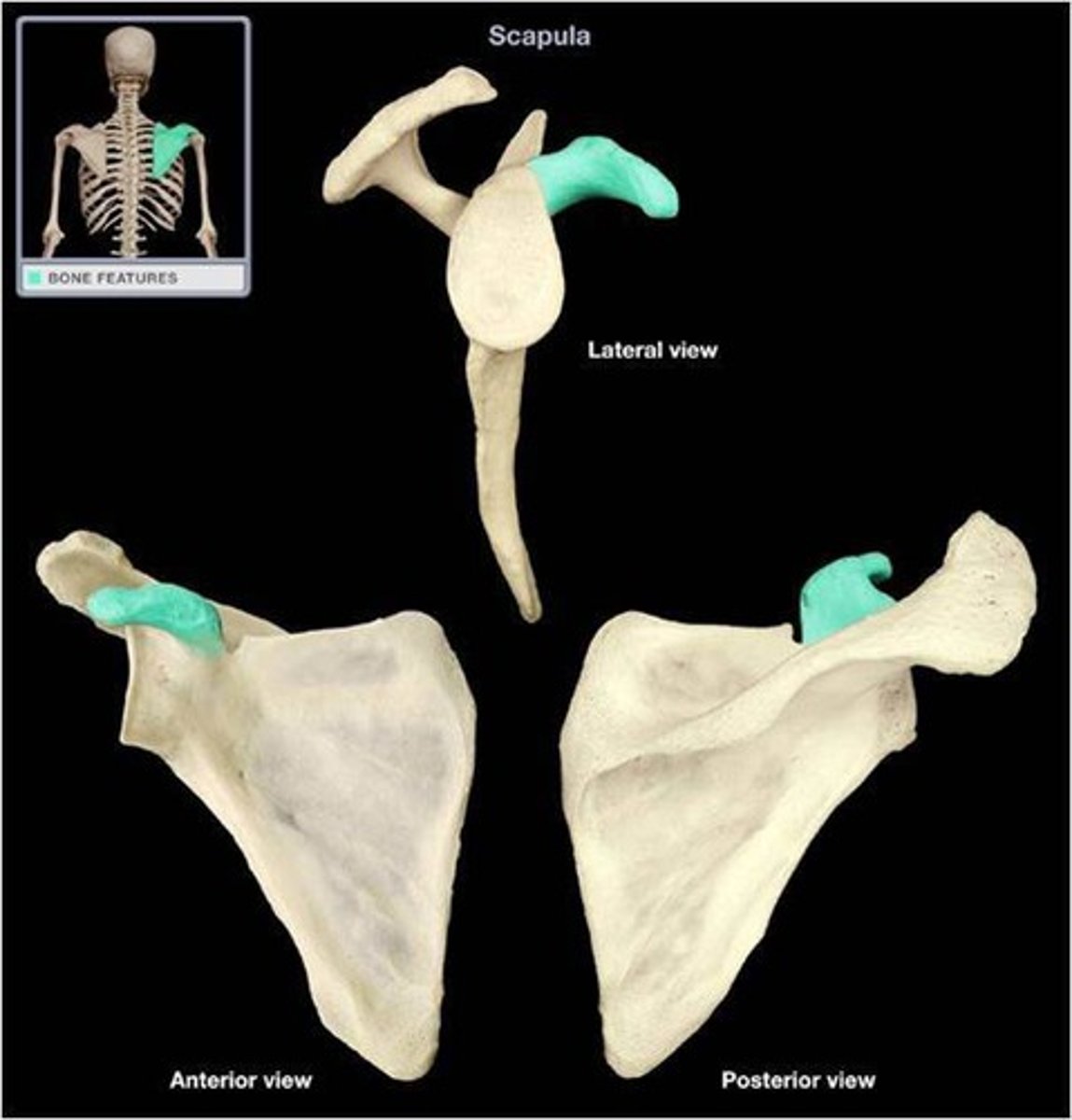 <p>Part of a bone which sticks out, forms a bump or projection, is known as a(n)...</p>