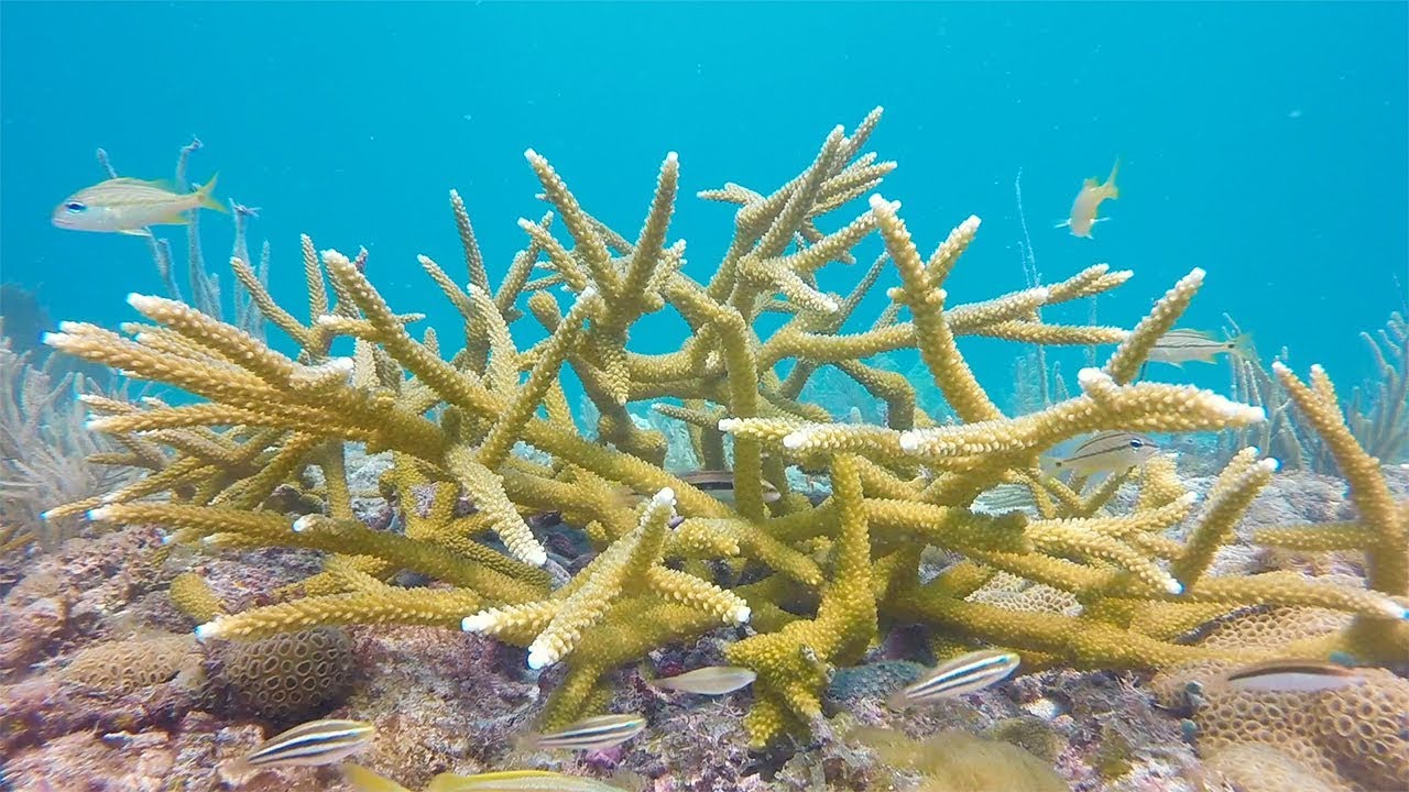 <p>Staghorn coral (<em>Acropora cervicornis</em>)</p>