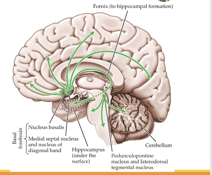 <p>acetylcholine (ACh) From: basal forebrain, (PPT/LDT - pedunculopontine nucleus and laterodorsal tegmental nucleus) To: hippocampus, amygdala, cortex</p><p>Involved in muscle control and memory</p><ul><li><p>Alzheimer&apos;s disease: ACh deficiency</p></li></ul><p>nicotinic receptors: ionotropic</p><ul><li><p>important in muscular system</p></li><li><p>curare (antagonist) --&gt; paralysis</p></li></ul><p>muscarinic receptors: metabotropic</p><ul><li><p>atropine (antagonist) --&gt; confusion, memory problems</p></li></ul>