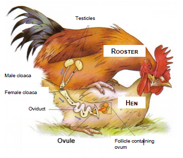 <p>very seasonal (gonads grow during this time),<br>males usually lack penis, so reproduce by bringing cloacas to one another<br>-exception of ducks, male have corkscrew penis to deposit sperm further into reproductive tract, and female ducks counter with ‘maze vagina’</p>