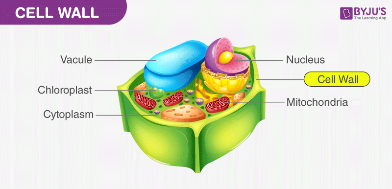 <p>a structural layer surrounding cells, outside the cell membrane, can be tough, flexible, and sometimes rigid, a layer of polysaccharides in plants, fungi, and bacteria, is only in some cells</p>