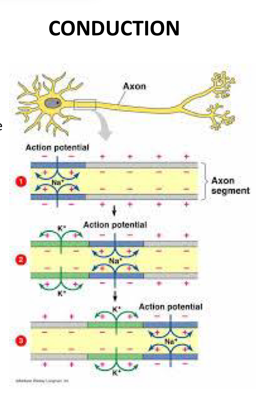 <p>describe conduction</p>