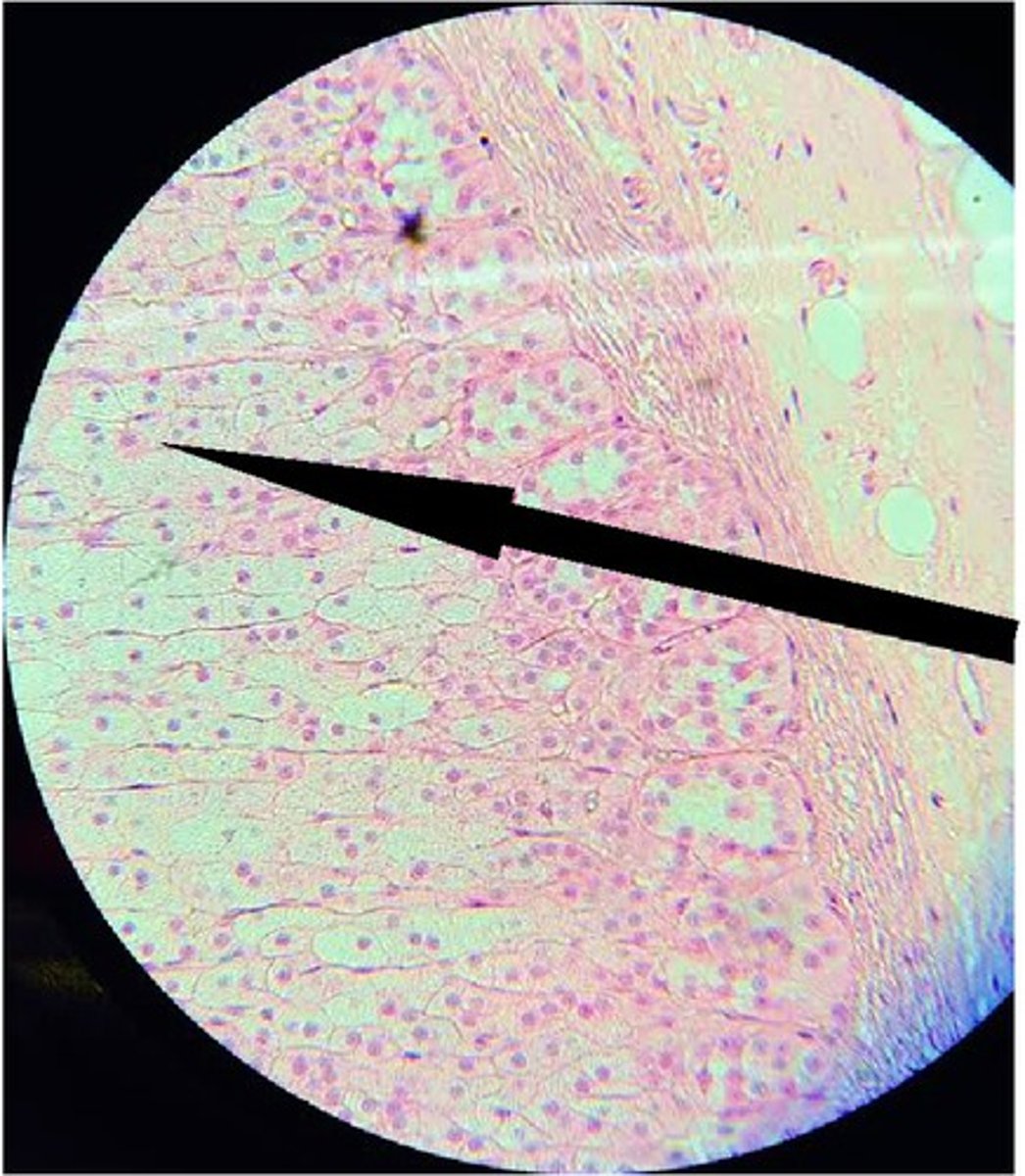 <p>A. Label B. Hormone made there</p>