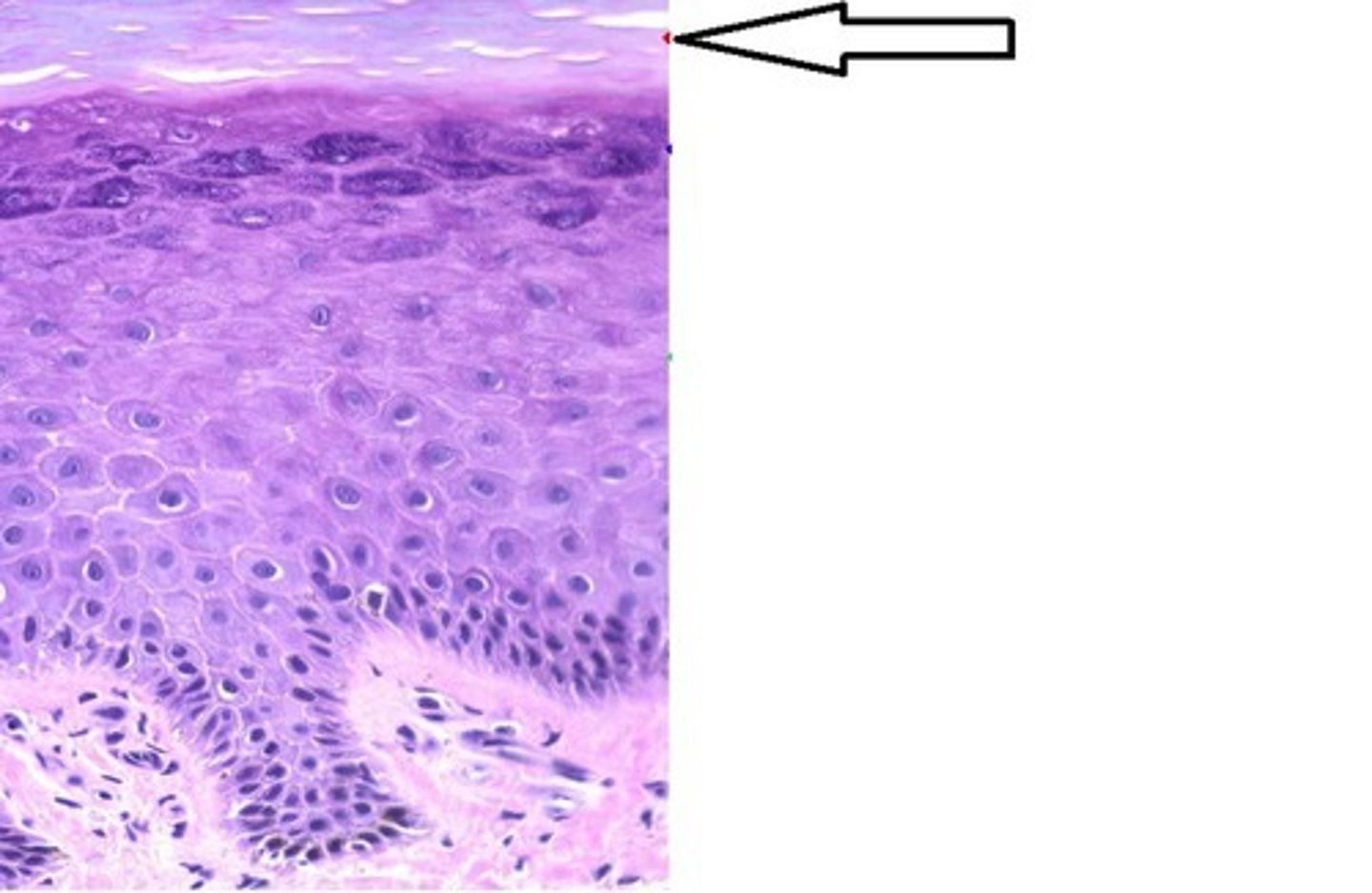<p>What layer is the arrow pointing to?</p>