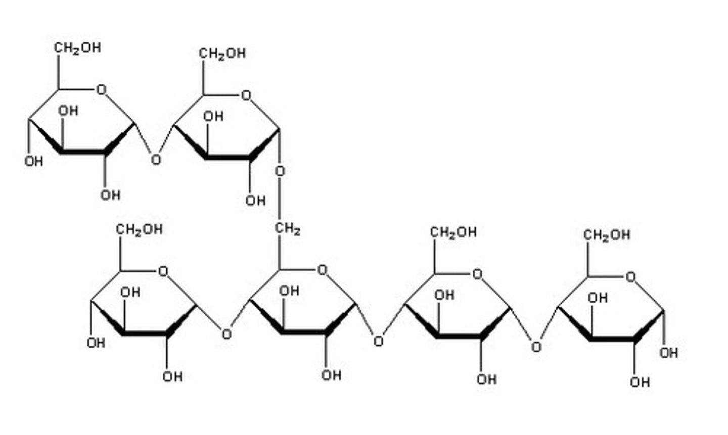 <p>Starch is made up of straight chains of alpha glucose monosaccharides wound into a tight helix to form amylose and branching amylopectin (branch by connecting to C6 instead of C4).</p><p>- The compact helical shape of amylose means many glucose molecules can be packed tighty and stored in a small space.</p><p>- It is insoluble due to its large size so doesn't affect the osmotic potential of the cell and doesn't diffuse out of the cell</p><p>- It easily hydrolyses to form alpha glucose molecules which are used in respiration.</p>