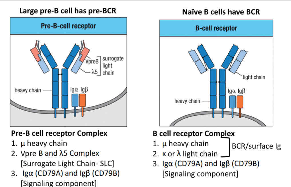 <p>Large pre- cell express</p><ul><li><p>a newly made IgH</p></li><li><p>CD79a/b</p></li><li><p>A surrogate light chain </p></li></ul>