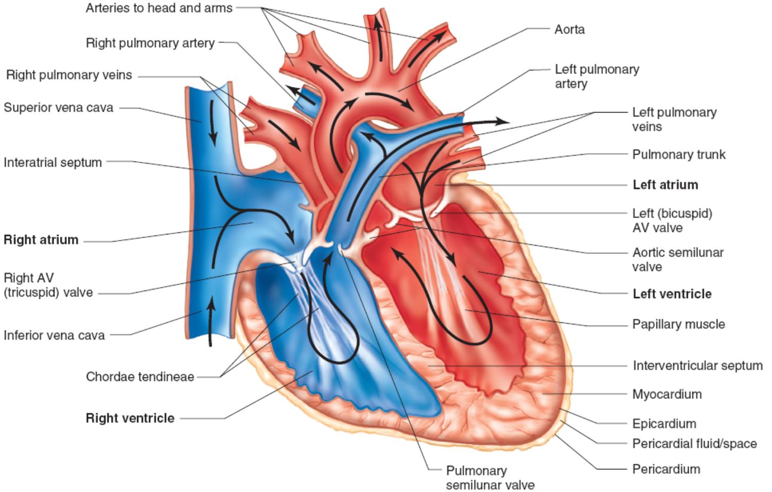 Structure of the Heart
