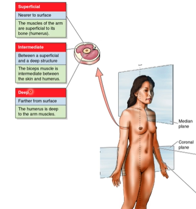 <p>Superficial= nearer to surface/outside of body</p><p>Intermediate=  btw a superficial and a deep structure  </p><p>Deep=  farther from surface</p><p></p><p>again it is all relative. the skin is muscle is superficial to what..</p>