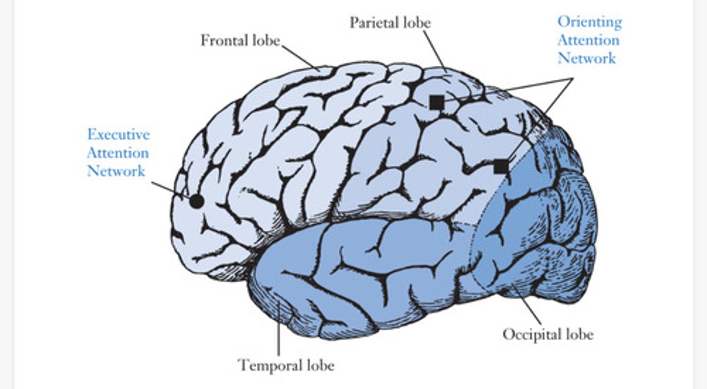 <p>generally responsible for the kind of attention required for visual search, in which you must shift your attention around to various spatial locations; develops during first year of life</p>