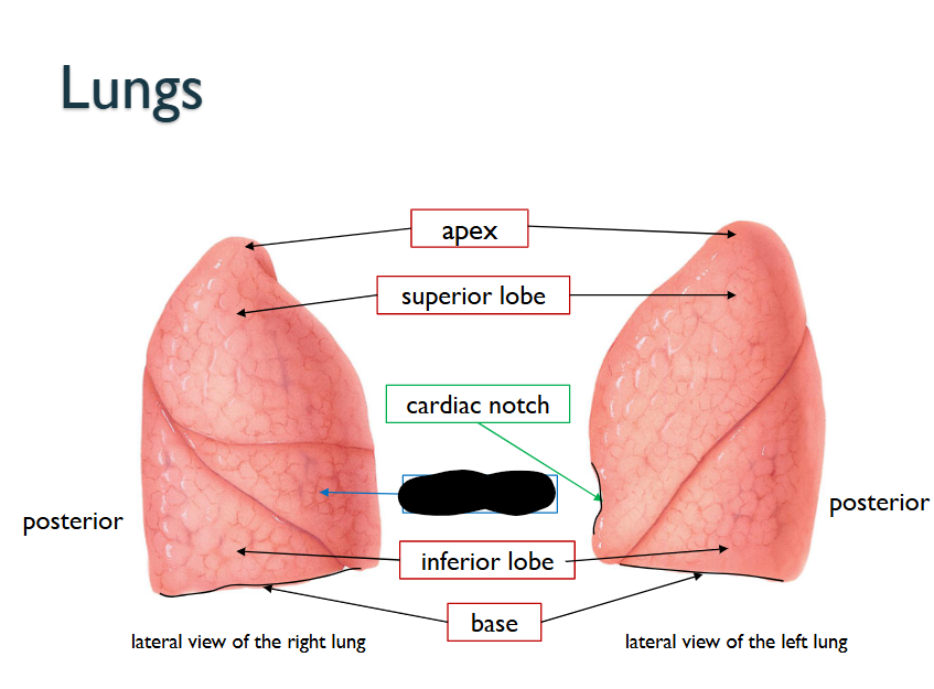 <p>What structure is this within the <strong>Lungs?</strong></p>