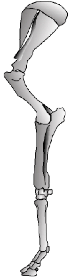 This is the forelimb of what animal?