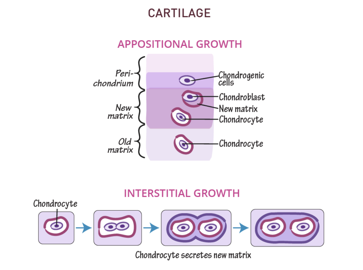 <p><span>Interstitial growth ossification refers to </span><mark data-color="rgba(0, 0, 0, 0)" style="background-color: rgba(0, 0, 0, 0); color: inherit">the process of bone lengthening through cartilage growth and subsequent replacement by bone tissue. </mark></p>
