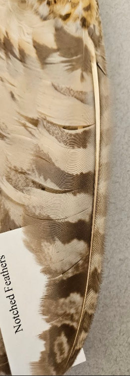 <p>vane of the contour feather is incised toward the end</p>