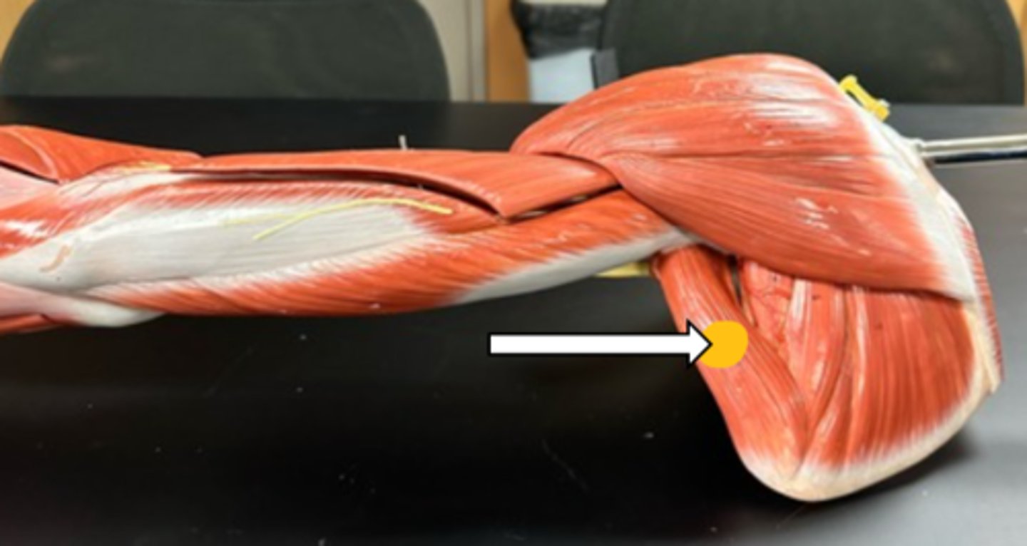 <p>teres major (function)</p>