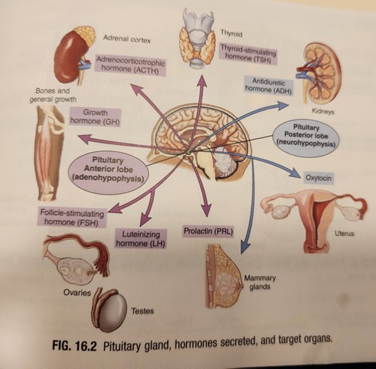 <p>paired glands, one above each kidney. the outer portion is called the adrenal cortex, and the inner portion is called the adrenal medulla. the following hormones are secreted by the adrenal glands. </p>